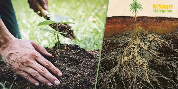 फसलों के अधिक उपज के लिए माइकोराइजा एक लाभकारी जैव उर्वरक